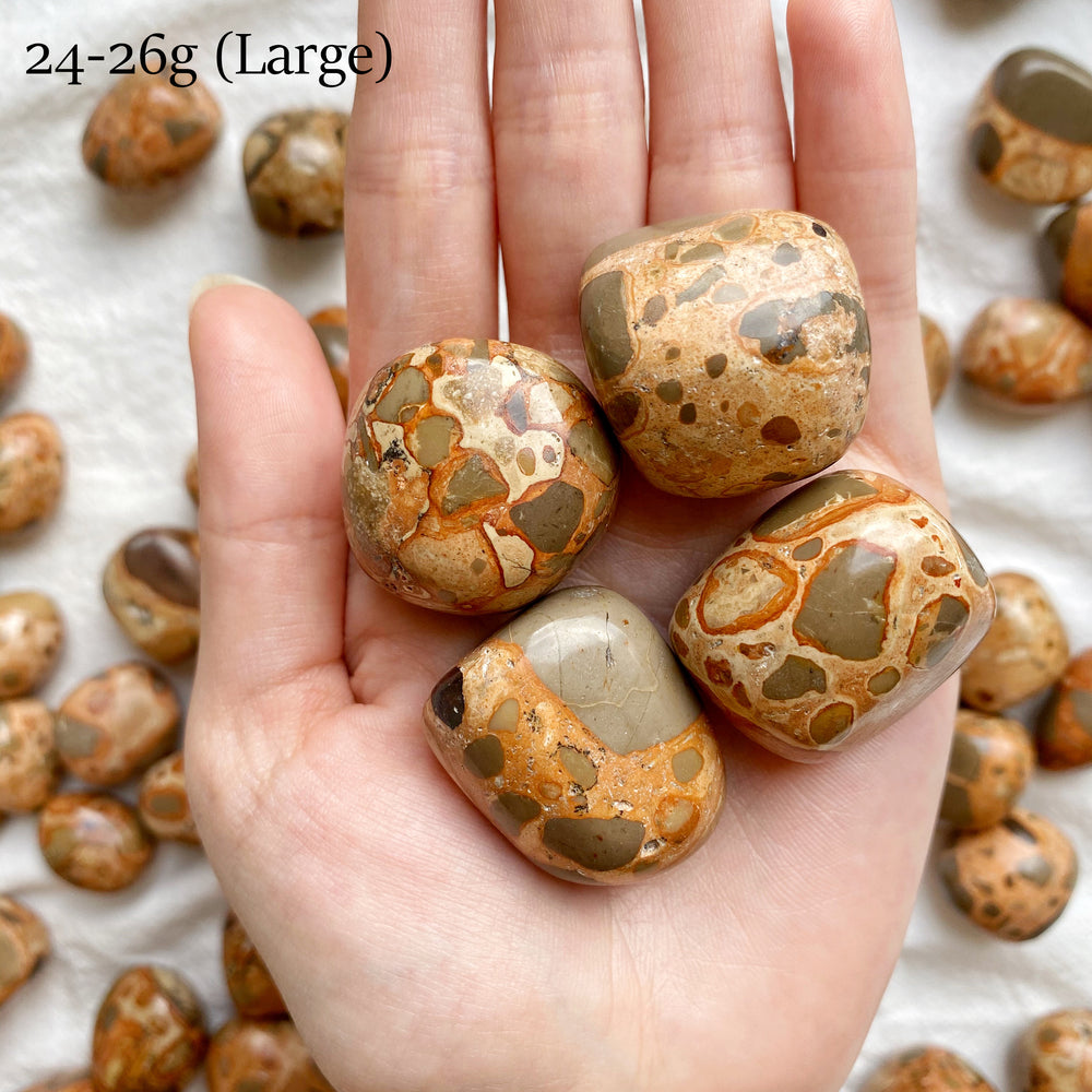 Leopardite Jasper Tumbled Stones