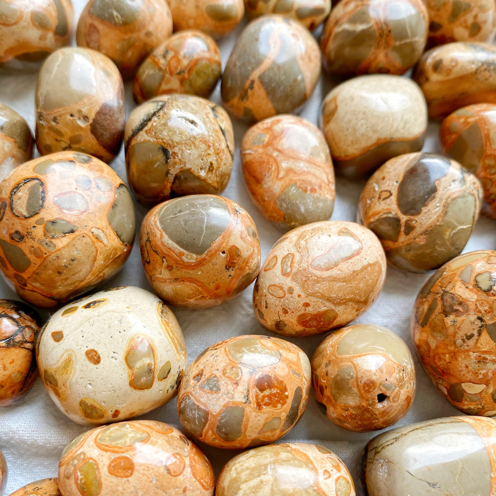 Leopardite Jasper Tumbled Stones