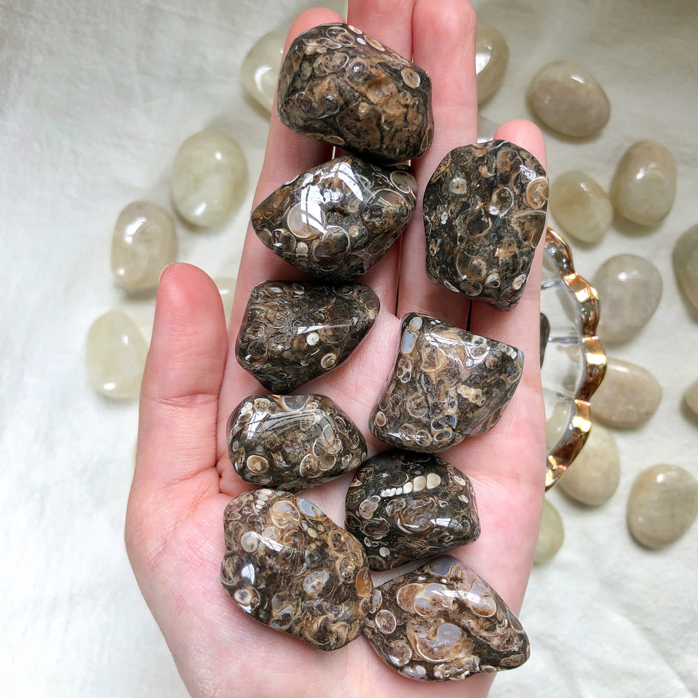 Turritella Agate Tumbled Stones