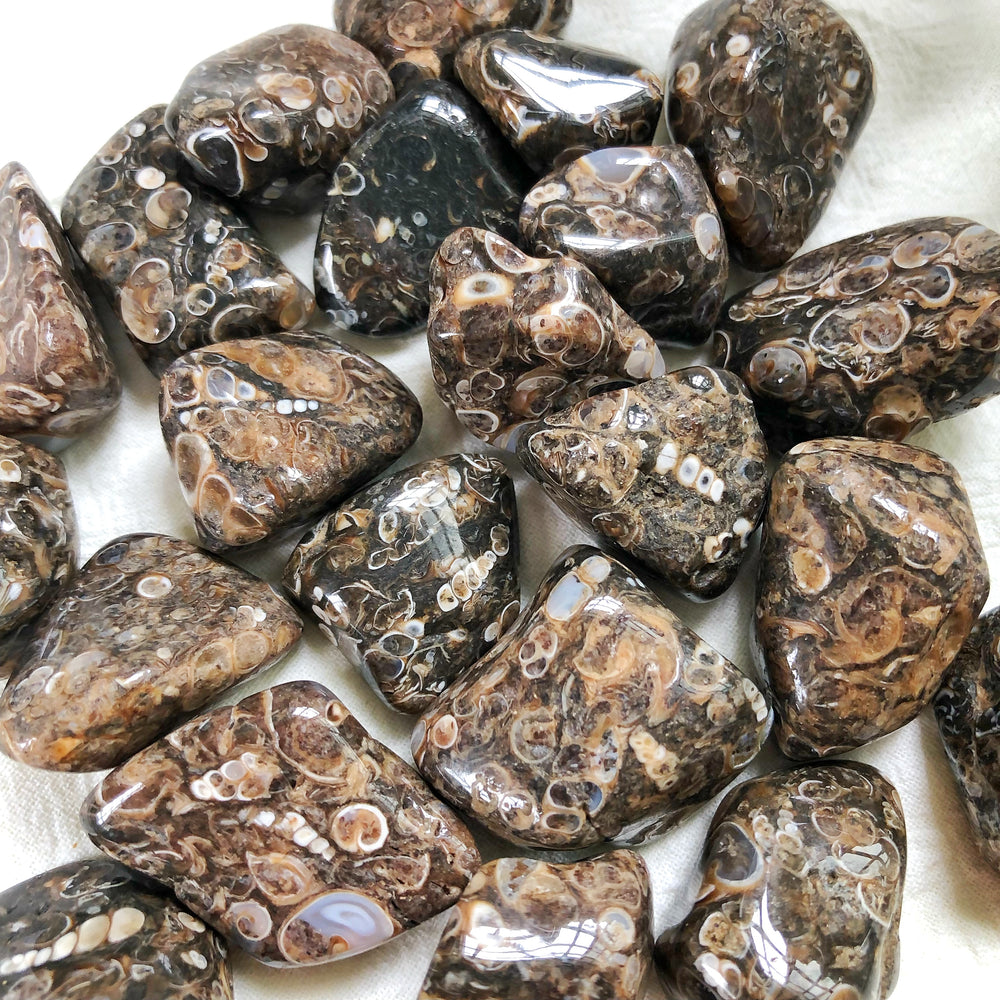 Turritella Agate Tumbled Stones